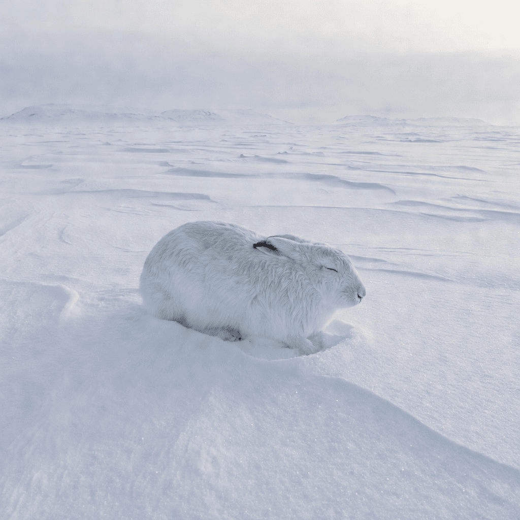 An Arctic hare motionless in snow

#animals #wildlife #aiart